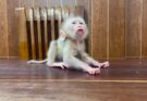 Baby Monkey Eyes Blessing Dramatic For His Mommy