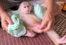 Poor Monkey  Need Mom Help Urgent