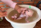 Baby monkeys need warm water baths for several important reasons related to their health, comfort, and development.