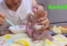 How to Feed a Baby Monkey as a Pet at Home