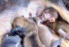 STRANGE Baby monkey BiBi competes for milk from the puppies