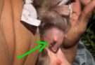 rescue poor newborn mother pass away baby monkey bring home for feeding !!!