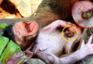 “The Secret Life of Monkeys – Natural Behavior in the Wild