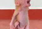 Rescued Poor Newborn Monkey Cryiing Need Dad and Mom !!